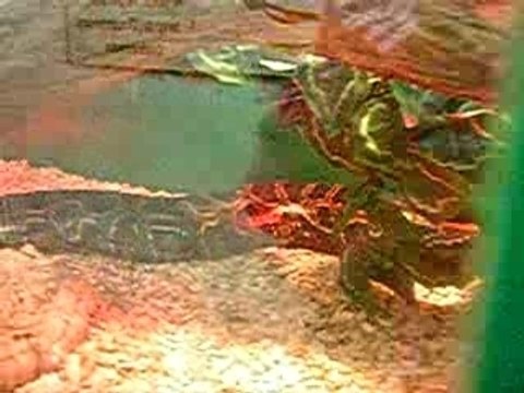 python