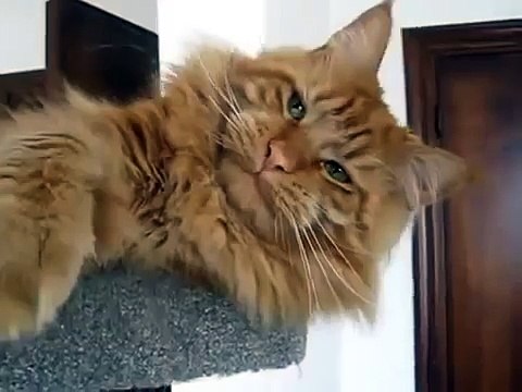 Красивый ленивый рыжий мейн кун