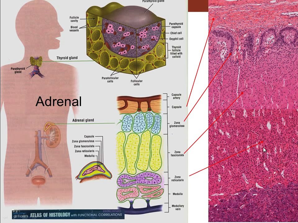 Adrenal gland & Endocrine system