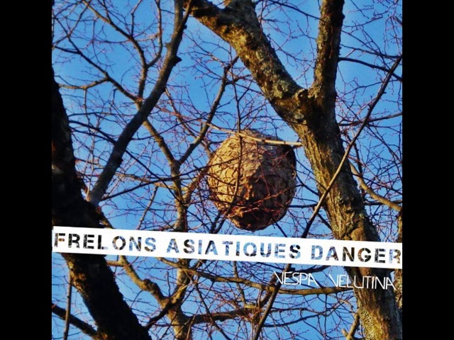 FRELON ASIATIQUE DANGER DU VESPA VELUTINA