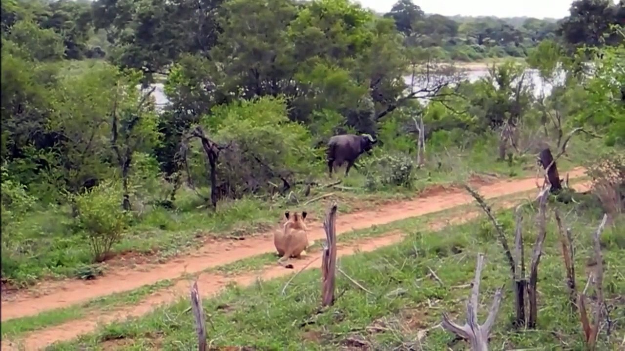 Un buffle fait décoller un lion à plusieurs mètres du sol Pour sauver l'un de ses congénères