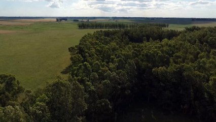 Drone Flight Uruguay - Marca de estancia Con Eucaliptus