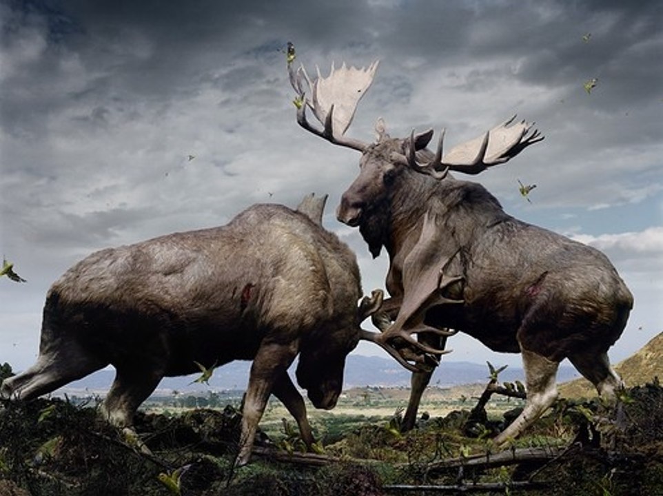 Wild Animal lions Couple Attacked  Buffalo Safari2 NEW@croos