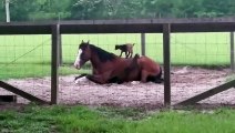 Baby goats climb onto patient horse named Mr G.