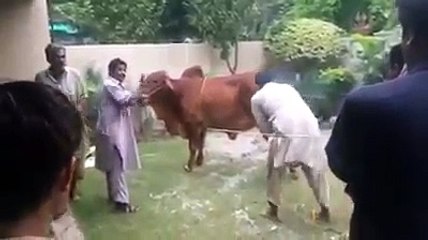 Angry bull qurbani 2015