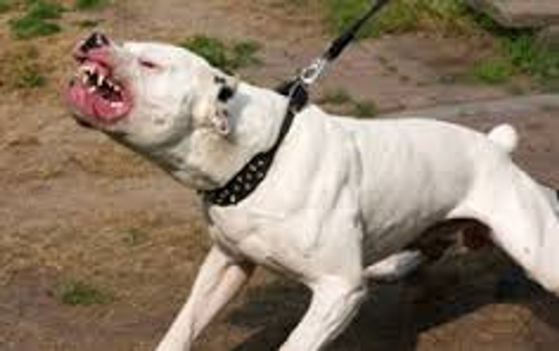 Ataques de animales salvajes - Wild Animal Attacks Crocodile vs Jaguar_Lion Attack Friendly Powerful and Most Dangerous  Best Wild Animal Videos Full length BBC documentary 2015 Top 5 Wild Animal Attacks Lions DEADLY ATTACK on ANIMALS - Lions fighting to