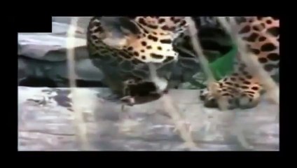 Crocodile vs Jaguar_Lion Attack Friendly Powerful and Most Dangerous  Best Wild Animal Videos Full length BBC documentary 2015 Top 5 Wild Animal Attacks Lions DEADLY ATTACK on ANIMALS - Lions fighting to death Wild HQ Lions Most Powerful and Dangerous Att