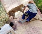 Lions DEADLY ATTACK on ANIMALS - Lions fighting to death Wild HQ Lions Most Powerful and Dangerous Attack on other Animals  Best Wild Animal Videos