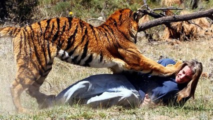Wild Animal lions Couple Attacked Buffalo Safari2 NEW@croos
