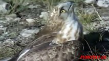 Eagle vs Snake fighting real life ☆ Animals Attack