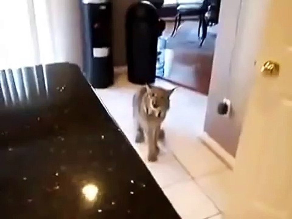 Рысь рычит