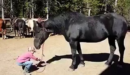Little kid climbing on a horse