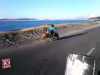 Dog helping and pushing his handicapped owner