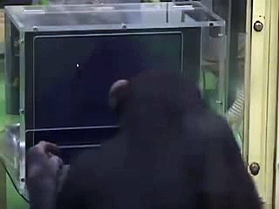 Very intelligent monkey