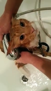 Терпеливый мейн кун