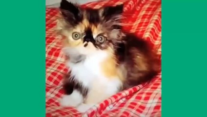 Угарные приколы с кошками часть 2