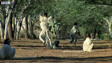 Funny Talking Animals Walk Dailymotion