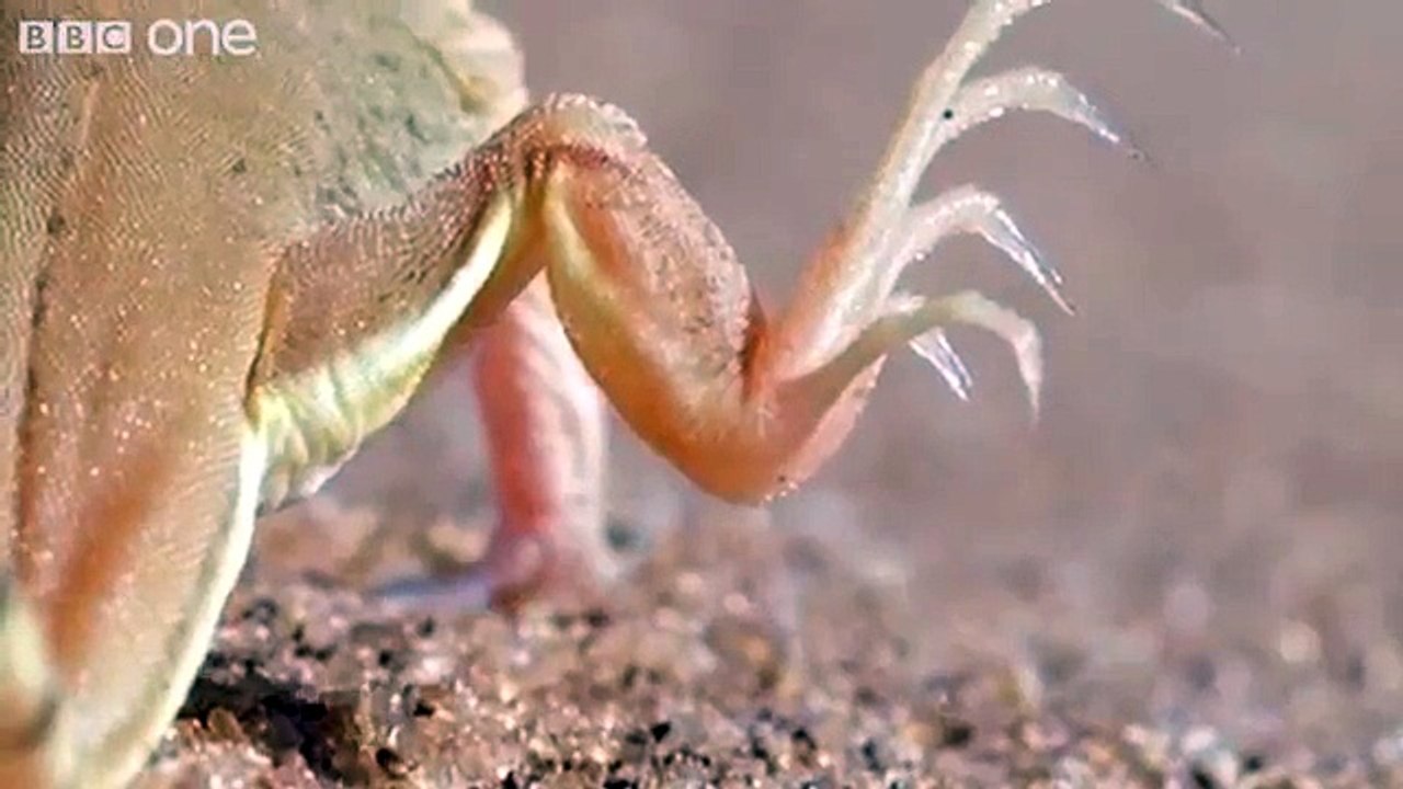 Funny Talking Animals Dailymotion