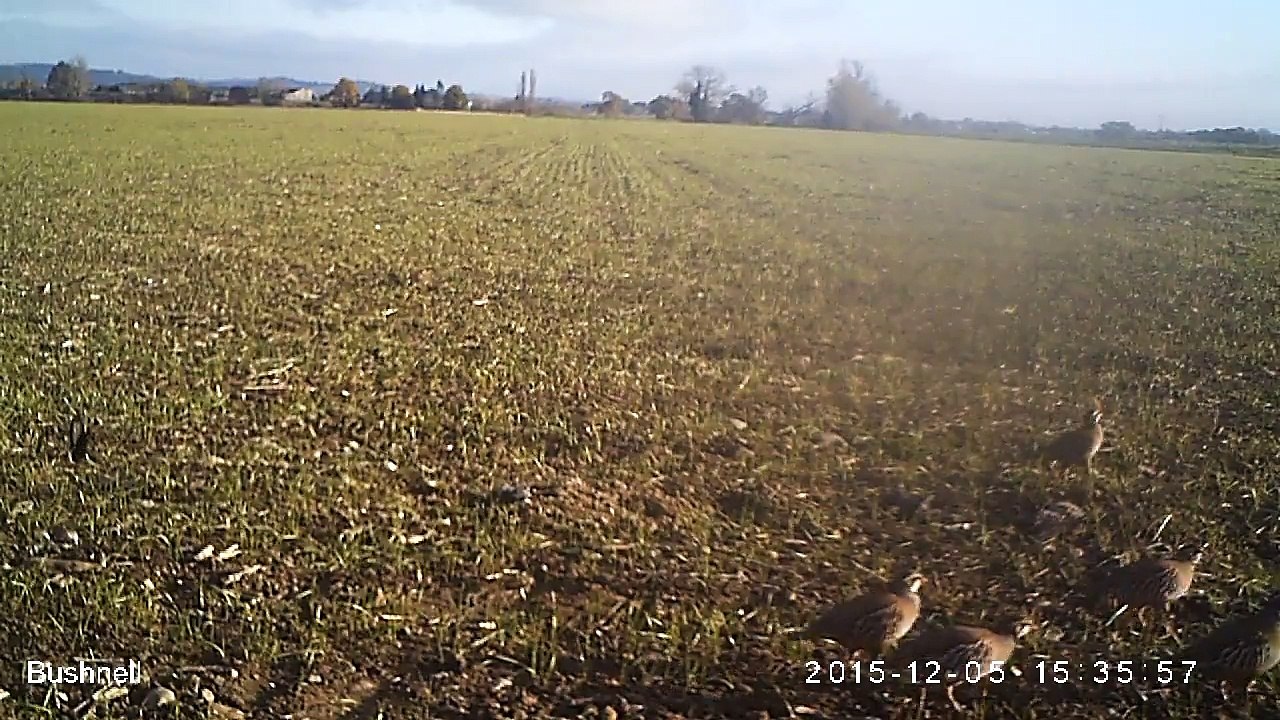 Perdreaux_decembre_2015