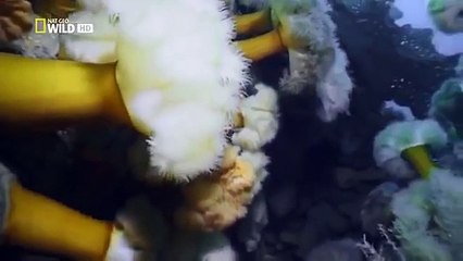 Nat Geo Wild The Great Bear Rainforest Nature Documentary