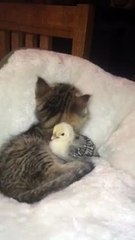 Un chat qui s'occupe très bien d'un moineau