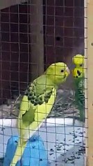 Cute parrot doing R2D2 sound! So cute!