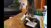 Funny Cats - New Funny Cats Video - Funny Animals - Funny Vines (Funny Videos 2015)