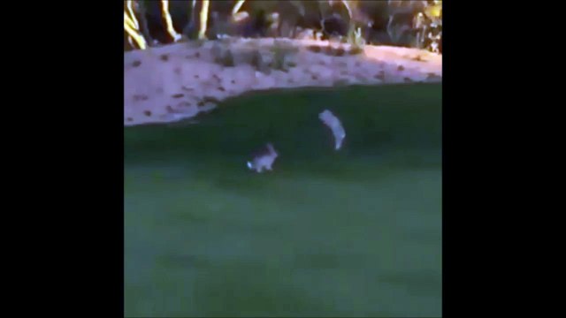 When You're Having A Bad Day Imagine These Bunnies fighting