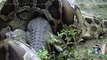 Snake Swallowing A Crocodile