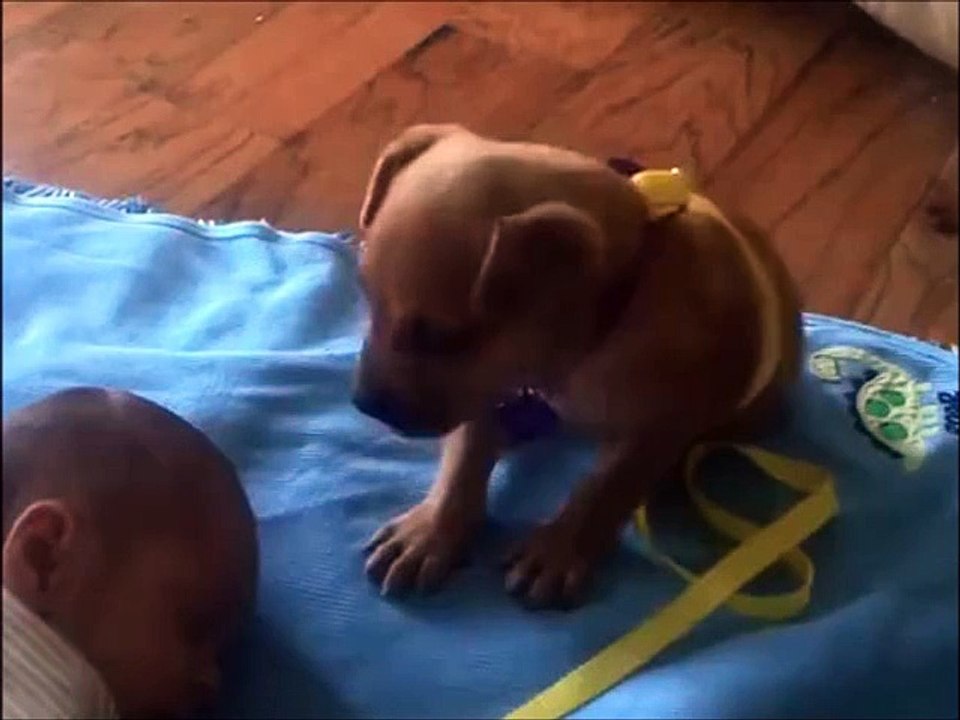 Sleepy Puppy
