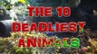 Top 10 Most Venomous & Poisonous Animals in the World