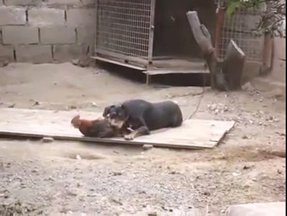 Dog vs Chicken Funny (Fight)