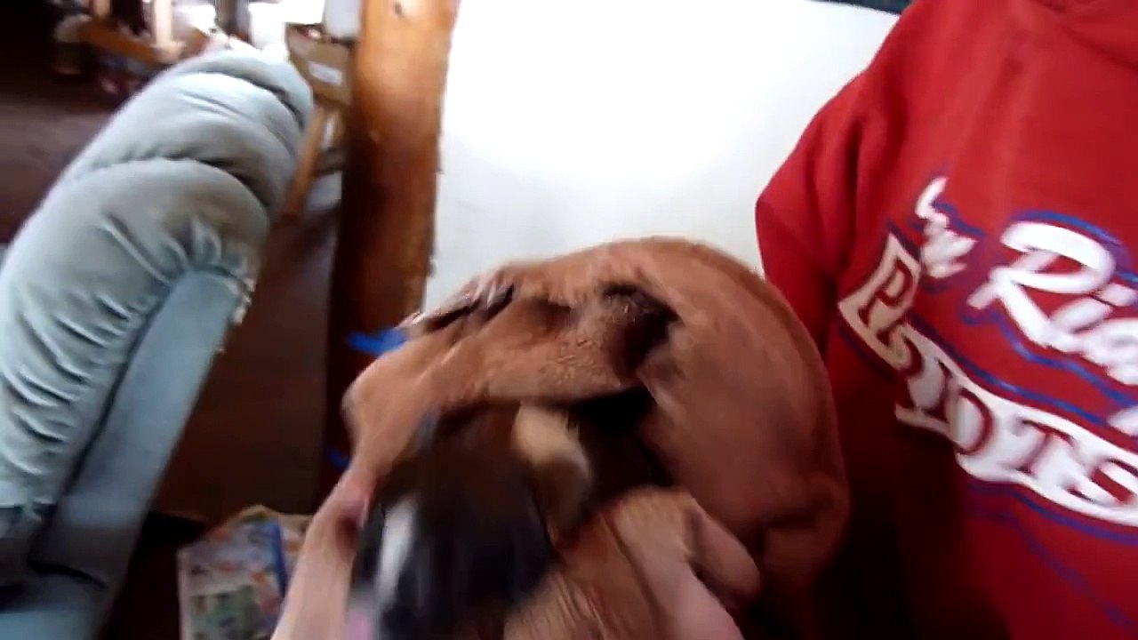 Elle met un chiot dans une portée de chatons, mais ce que fait la maman chatte est trop tendre