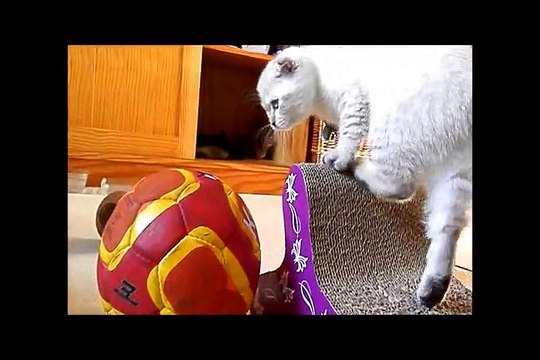 Les chatons ont 10 semaines