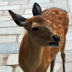 Hilarious screaming deer in Nara Japan (Original)