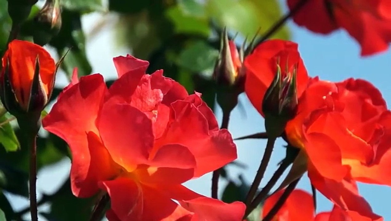 Tanti auguri Floralba e Marcello