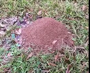 Da uma olhada que incrível ficou a definição de um formigueiro.