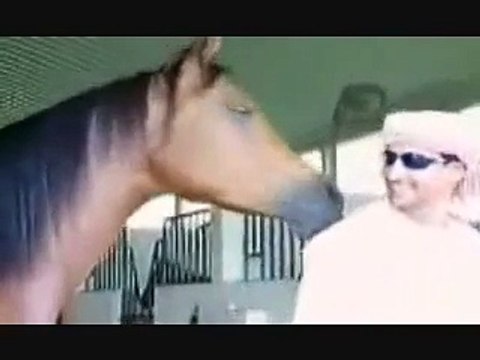 The Loyalty of Arabian Horses Desert Kings