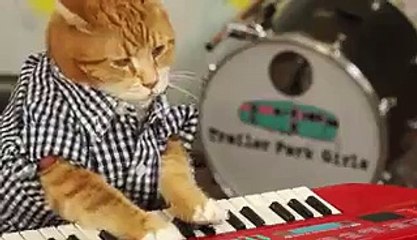 Funny Animals- KEYBOARD CAT 96 TEARS
