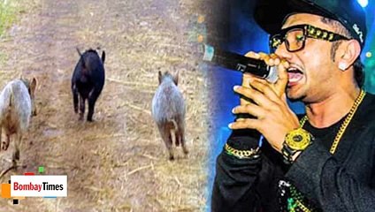 Honey Singh's Music Used by Farmers to Scare Away Wild Boars ! LOL !