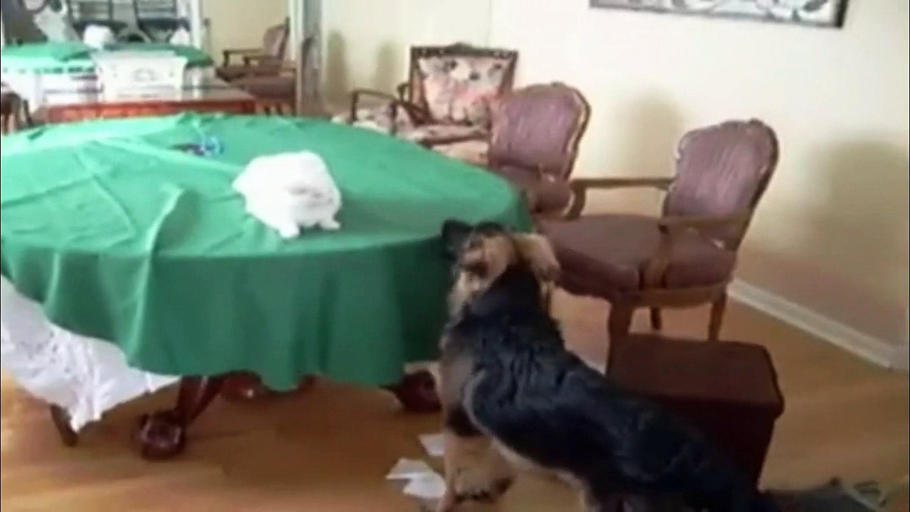 ANIMAIS DE ESTIMAÇÃO BAGUNÇANDO