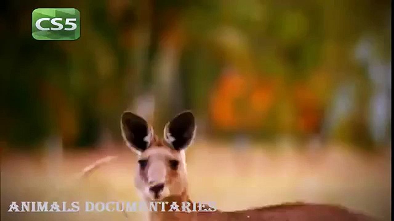 National Geographic Documentary Animals 2015 - Wildlife Lions Animals