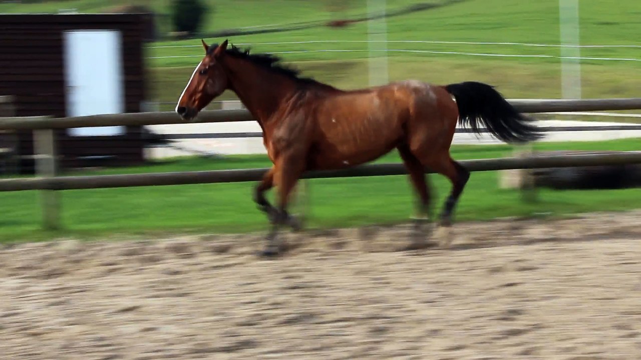 15-12-05 - Liberté au trot 2