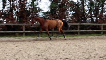 15-12-05 - Liberté au trot 3