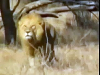 Lion Vs Cheetah Lion Attacking Cheetah
