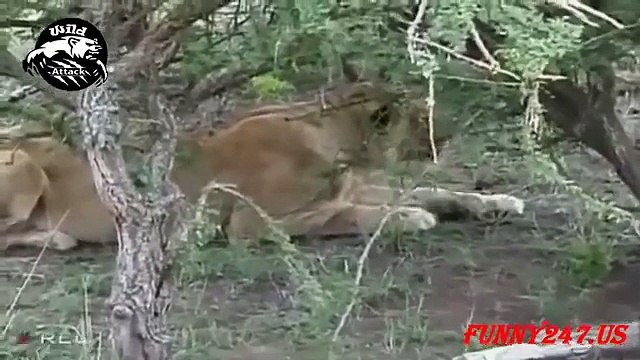 Lion Vs Cheetah Real Fights African