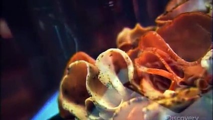 How It’s Made Poultry Deli Meats