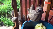 Buzz : Ces trois adorables bébés paresseux orphelins apprennent à grimper aux arbres  !