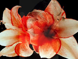 Bez tebe je gorko vino