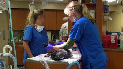 PetCare Veterinary Hospital: East Campus Tour